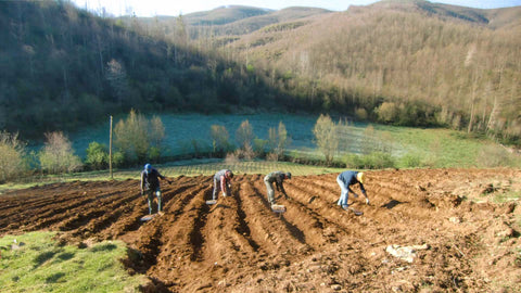 Campi coltivati su un versante della Valle del Savuto, con i boschi alle spalle e le persone al lavoro sulle file
