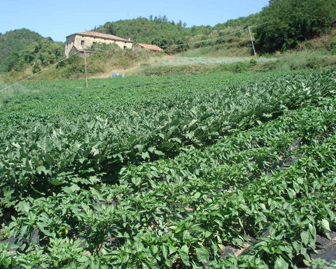 Campo coltivato nella Valle del Savuto con un casolare in pietra e il versante boscoso sullo sfondo