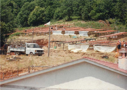 "Immagine storica degli anni '80 che mostra il tradizionale processo di essiccazione dei pomodori presso Scalzo Conserve di Calabria. La scena raffigura i pomodori stesi su strutture di legno nelle colline calabresi, con lavoratori e un furgone d'epoca sullo sfondo.