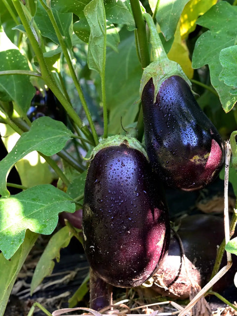 Melanzane mature nei campi dell'Azienda Scalzo, Valle del Savuto