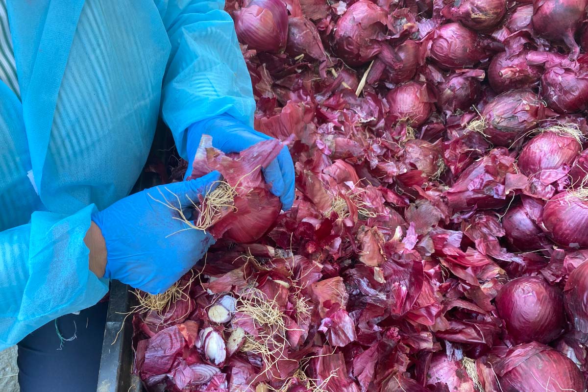 La Cipolla Rossa di Tropea: Un Tesoro della Calabria