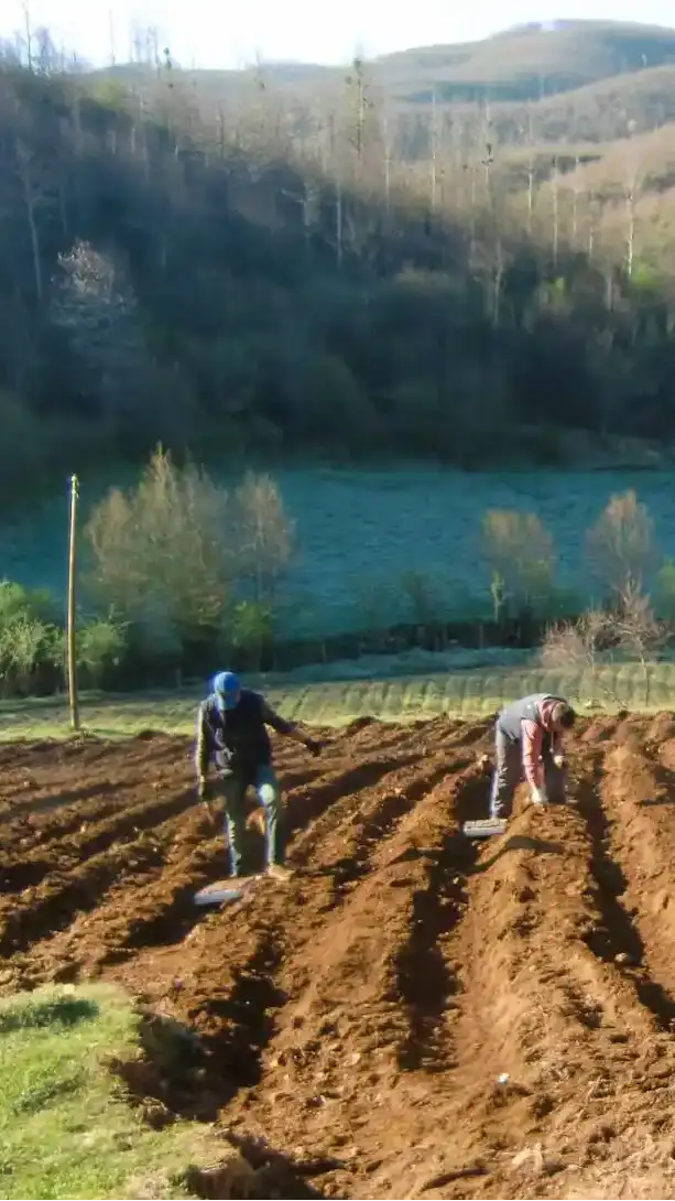 Piantagione di origano di montagna