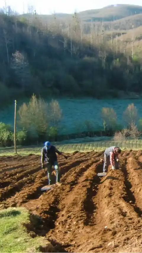 Piantagione di origano di montagna